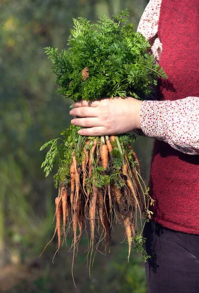 Женщина в саду держит кучу моркови — стоковое фото