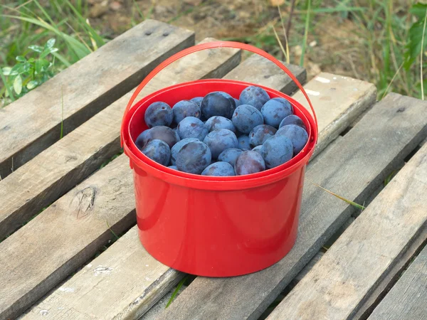 Ameixas azuis maduras em balde vermelho ao ar livre — Fotografia de Stock