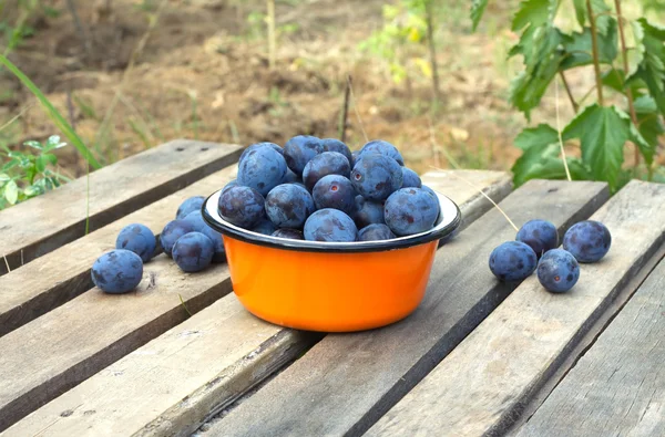 Ripe blue plums in metal orange bowl closeup