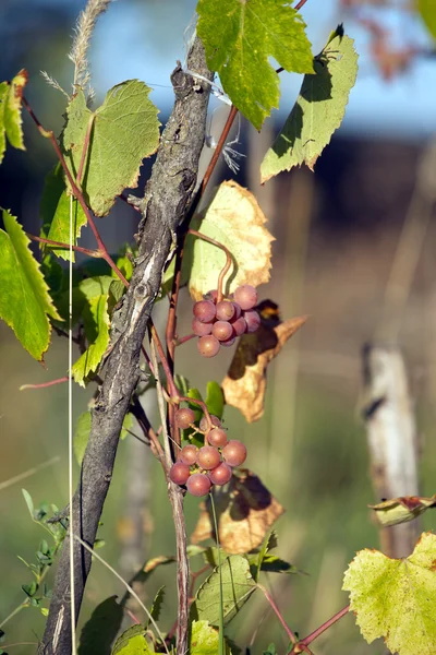 Pink grapes ripen on branch of the vine on hot summer day — Stock Photo, Image