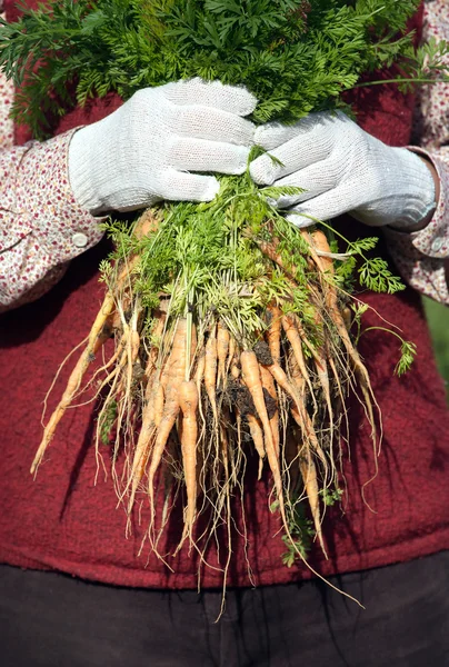 Vrouw in een bos tuin bedrijf van wortelen — Stockfoto