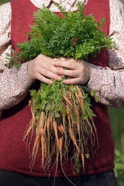 Donna in un giardino che tiene un mucchio di carote — Foto Stock