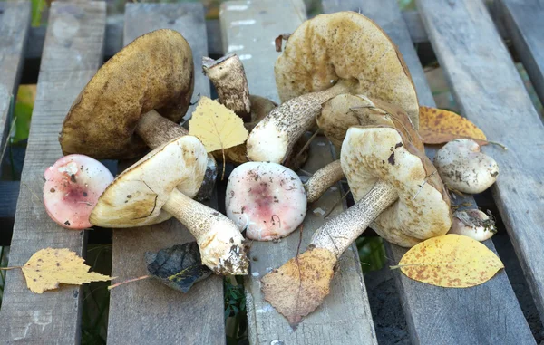 Ätbara svampar på ett träbord — Stockfoto
