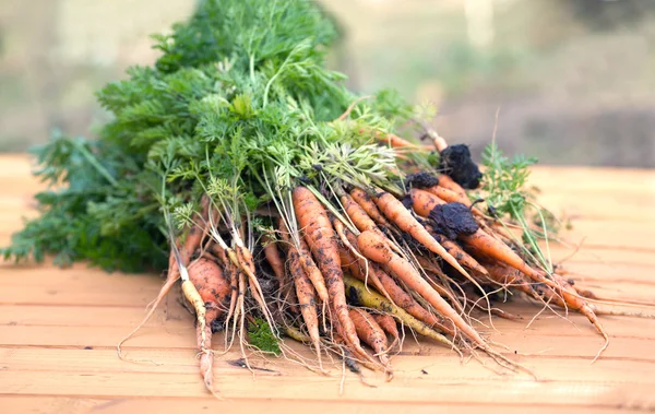 Large bundle of ripe carrots closeup — Stock Photo, Image