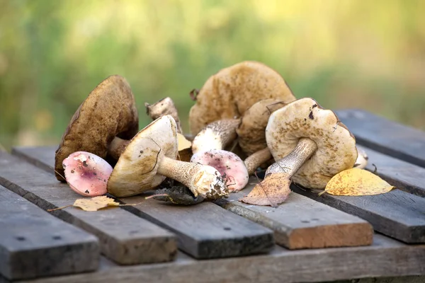 Cogumelos comestíveis em uma mesa de madeira — Fotografia de Stock