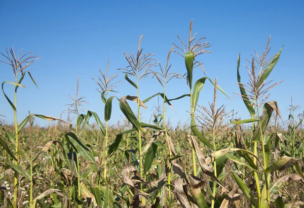 Кукурузное поле под ясным небом — стоковое фото
