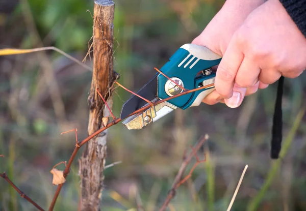 Female hand pruning vine grapes — Stock Photo, Image