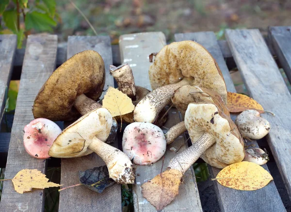 Edible mushrooms on a wooden table — Stock Photo, Image