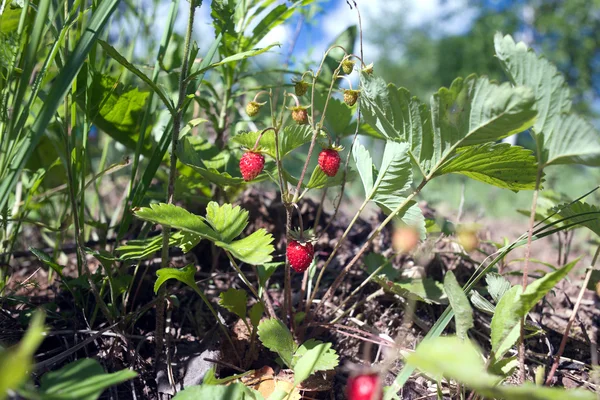 Viele leckere Himbeeren wächst Nahaufnahme — Stockfoto