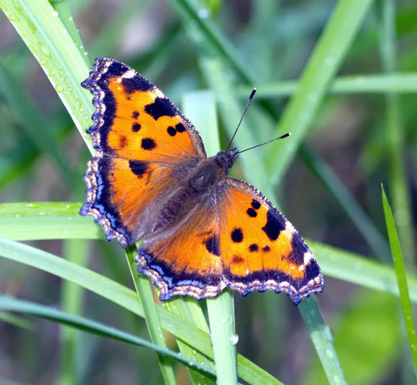 Motyl pokrzywka w trawa zbliżenie — Zdjęcie stockowe