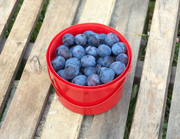 Ciruelas azules maduras en cubo rojo al aire libre — Foto de Stock