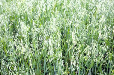 Yulaf closeup ile ekili alan