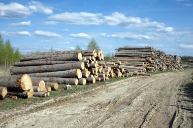 Yatay yığılmış genişliği çam günlükleri