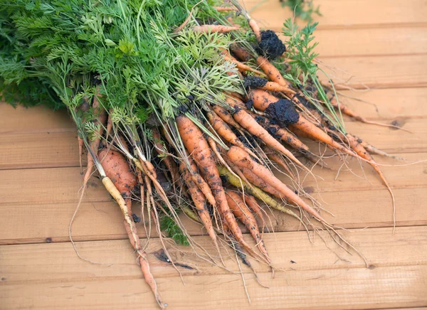 Gran manojo de zanahorias maduras de cerca —  Fotos de Stock