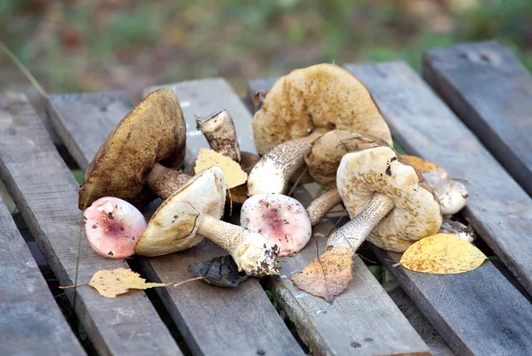 Ätbara svampar på ett träbord — Stockfoto