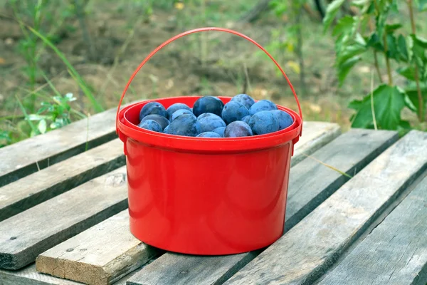 Ciruelas azules maduras en cubo rojo al aire libre — Foto de Stock