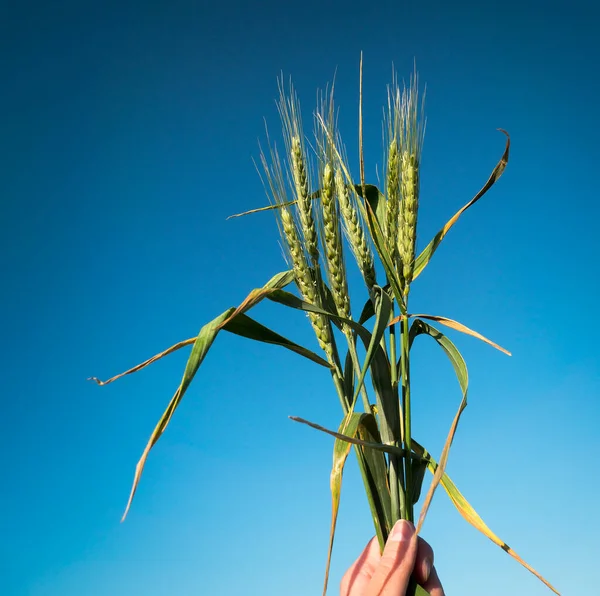 Green Wheat Ears Blue Sky Background Closeup Cereal Plant Hand — Stock Photo, Image