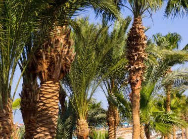 Arka plan avuç içi ağaç