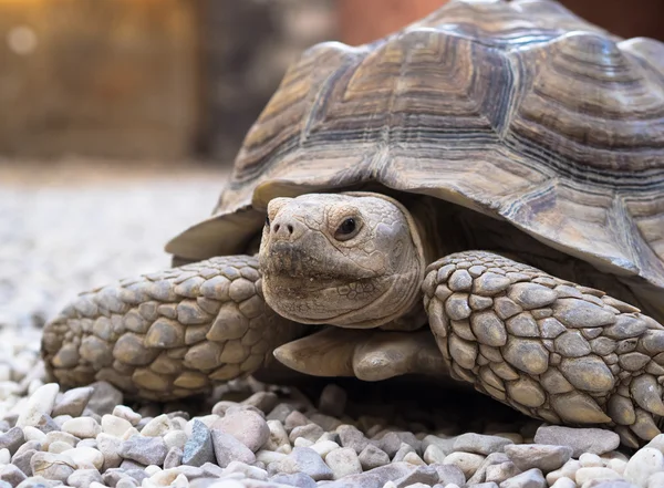 Tortue stimulée africaine Image En Vente