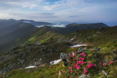 Karpat Dağları. Tepe üzerinde çiçek açan ormangülü.