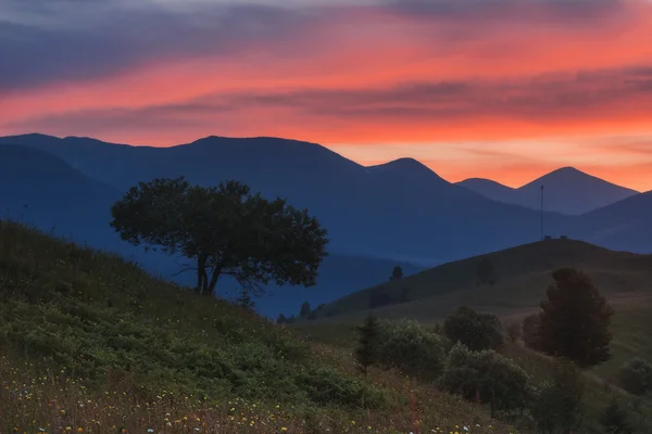 Карпатських гір. Дерево на тлі гір з захід сонця небо. — стокове фото