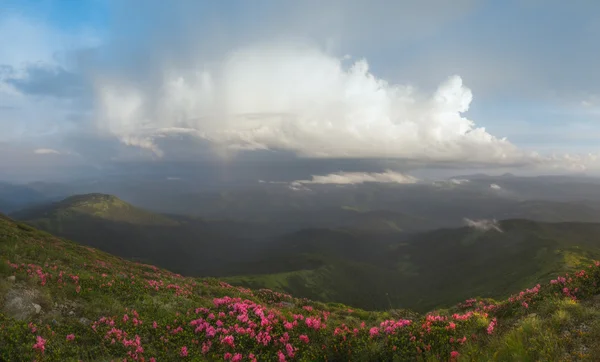 Monti Carpazi. Panorama. Nuvole nel cielo, rododendri in fiore sulle piste . — Foto Stock