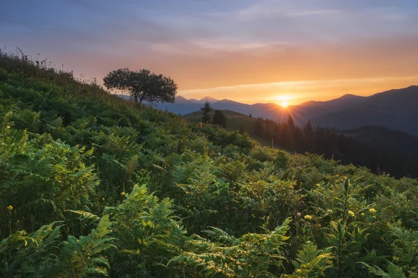 Les Carpates. Le soleil se couche derrière les montagnes, une fougère au coucher du soleil . — Photo