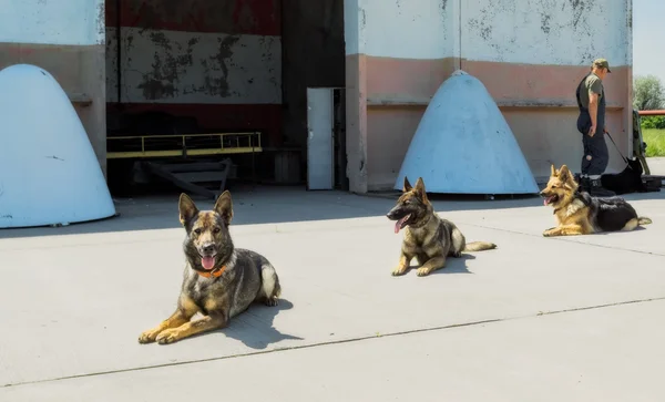 Köpek Servisi Boryspil Uluslararası Havaalanı.