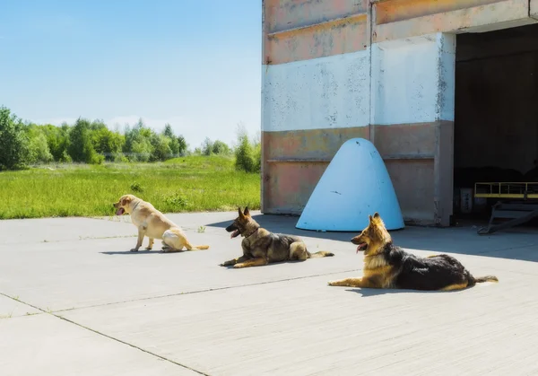 Dog Service Boryspil International Airport. — Stock Photo, Image