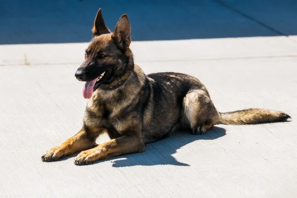 Köpek Servisi Boryspil Uluslararası Havaalanı.
