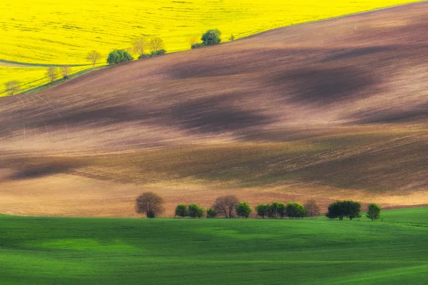 Czech Republic. South Moravia. Moravian field, plowed land, rape — Stock Photo, Image