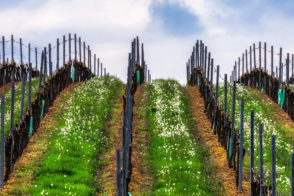 República Checa. Moravia del Sur. Viñedos en primavera . — Foto de Stock