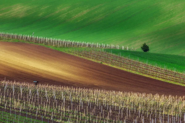 République tchèque. Moravie du Sud. Champ de raisin près . — Photo