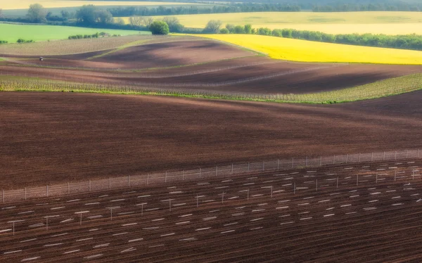 Tschechische Republik. Südmähren. Felder unter Reben und Rapsfeldern — Stockfoto