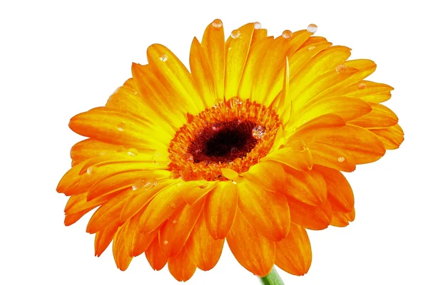 Gerbera flower closeup on a white background with dew drops Royalty Free Stock Photos