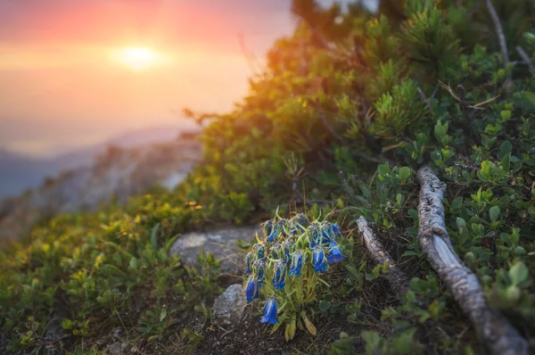 Montañas Cárpatas. Campana de flores en el fondo del sol naciente en las montañas . —  Fotos de Stock