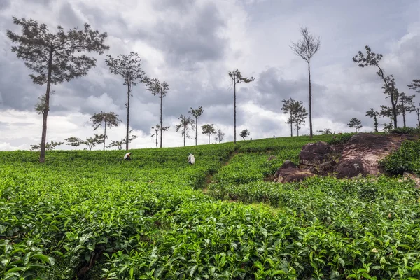 Terraços verde tee no planalto do Sri Lanka perto de Nuwara Eliya — Fotografia de Stock