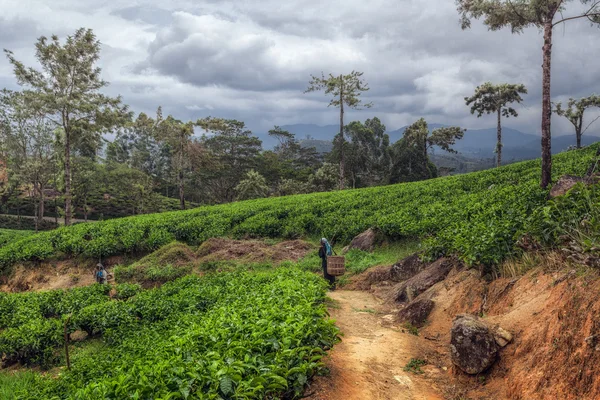 Mulher tâmil pegando folhas de chá em plantações. A produção de chá é uma das principais fontes de câmbio para o Sri Lanka — Fotografia de Stock