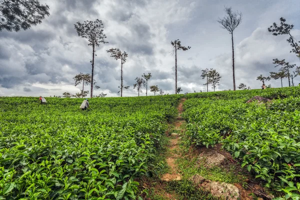 Plantação de chá com trabalhadores em Nuwara Eliya, Sri Lanka — Fotografia de Stock