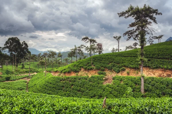 Campos de chá perto de Nuwara Eliya, Sri Lanka . — Fotografia de Stock