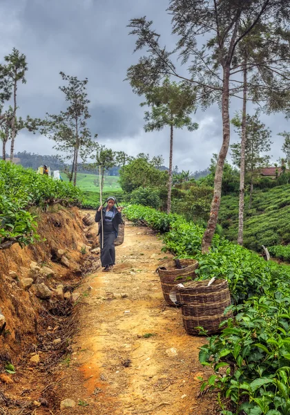 Colheita de chá no Sri Lanka. Nuwara Eliya — Fotografia de Stock