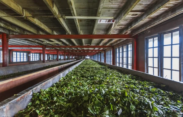 taze yeşil çay bitkisel çay fabrikası için Soldurma içinde uzun süre sıcak yüzey kurutma
