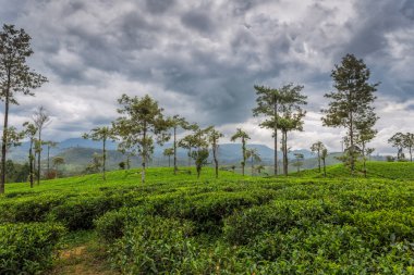 Sri Lanka 'daki çay çiftliği.