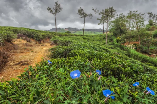 Flores azuis em uma plantação de chá no Sri Lanka — Fotografia de Stock