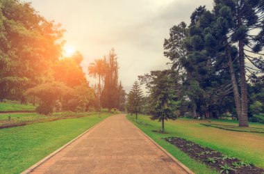 Nuwara Eliya, Sri Lanka. Kraliçe Victoria Park, güneş park yolu aydınlatır