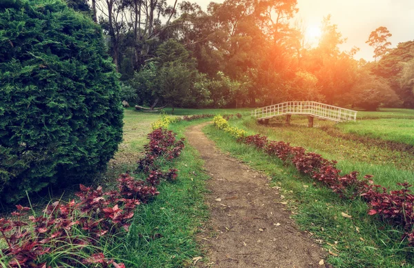 Nuwara Eliya, Sri Lanka. Kraliçe Victoria Park akşam güneşi yaktı