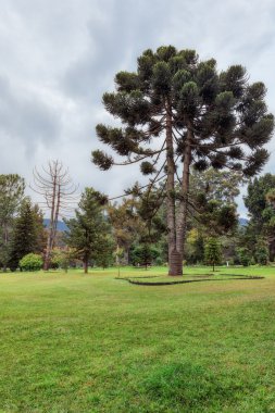 Nuwara Eliya, Sri Lanka. Kraliçe Victoria Parkı