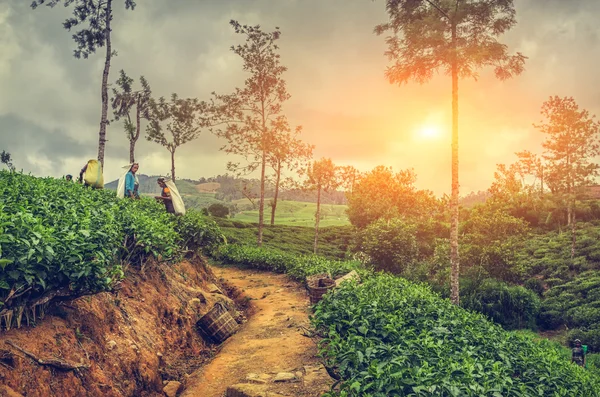 Tanımlanamayan Hintli kadınlar t yeşil tepeüzerinde çay yaprakları alır
