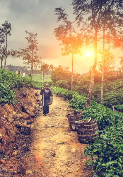 Colheita de chá no Sri Lanka colina país iluminado pelo sol brilhante — Fotografia de Stock