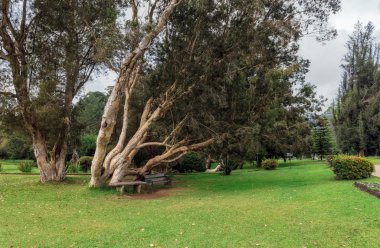Nuwara Eliya, Sri Lanka. Kraliçe Victoria Parkı